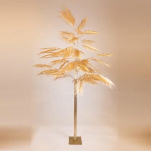 Gold Fern Tree 2.5m